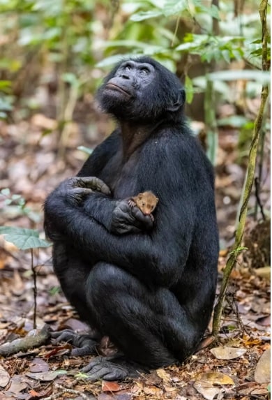 تصویری عجیب از یک شامپانزه کوچک و حیوان خانگی اش