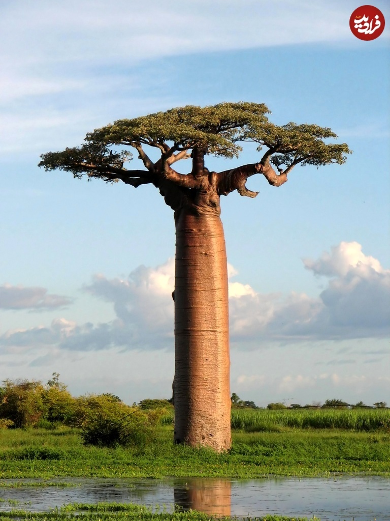 چگونه این درخت شگفت انگیز به آفریقا حیات می بخشد؟